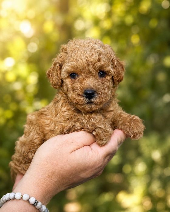 Преміум пудель рудий хлопчик Teddy