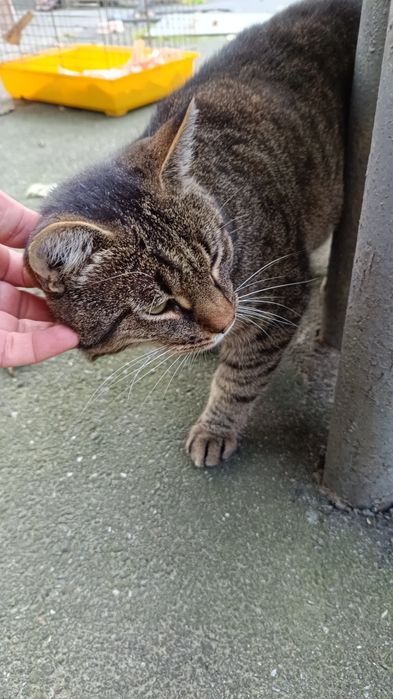 Шикарний полосатий кіт в добрі руки