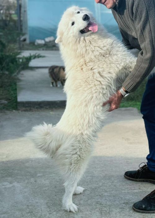 Самоїд, хлопчик, 5 міс