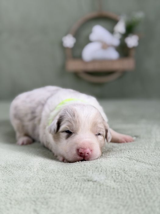 Border collie suczka lilac merle