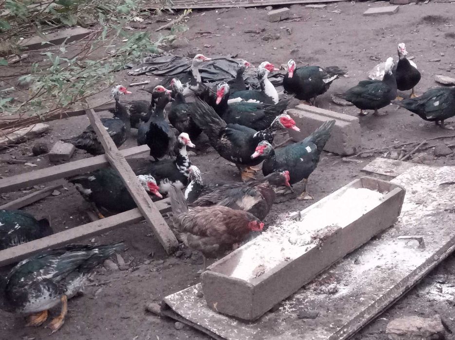 Kaczki Kaczory Sprzedam