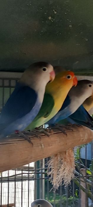 Vários Agapornis fischers