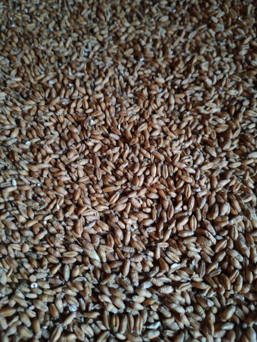 Pszenżyto, owies, wyka