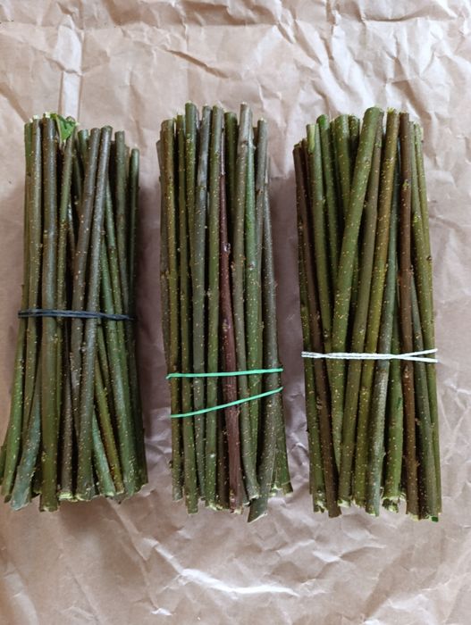 Sztobry Ligustr pospolity