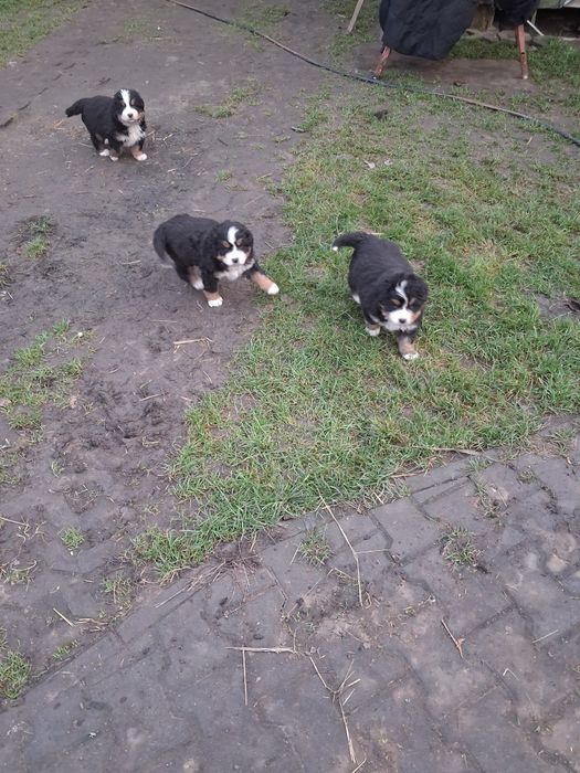 Bernenski pies pastetski