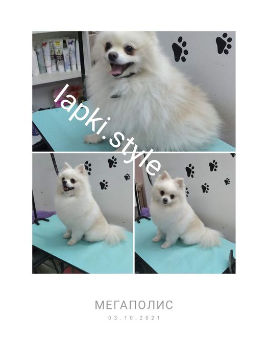 Груминг собак и кошек