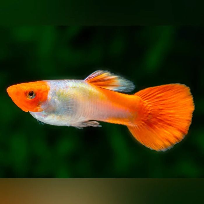 Guppy Red Cap novos
