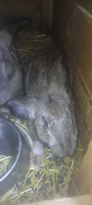 Mam na sprzedaż króliki