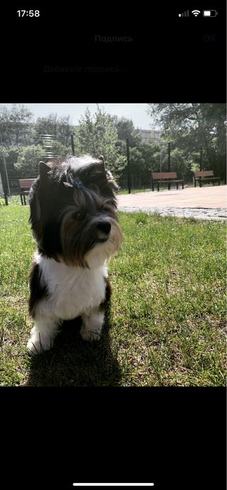 Вязка Бивер Йорк