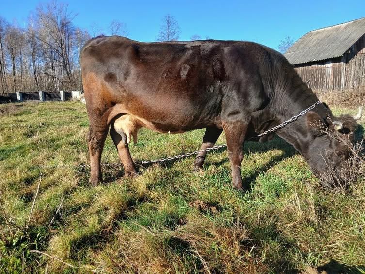 Продається тільна корова