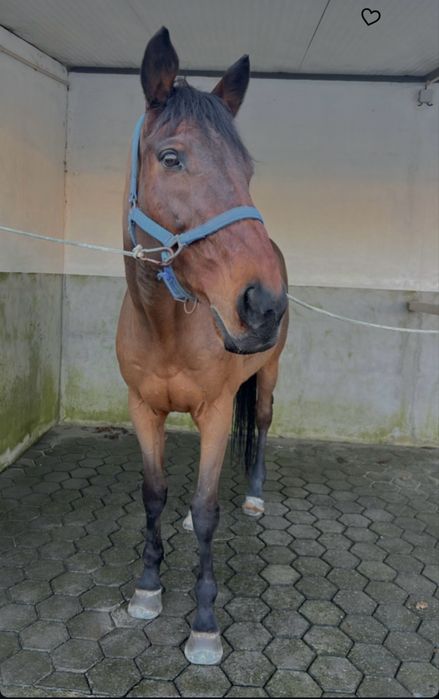 Cavalo puro sangue com livro