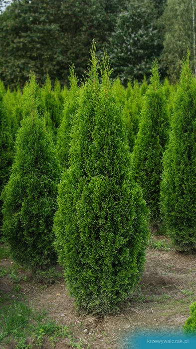 Thuja Szmaragd 220-240 cm