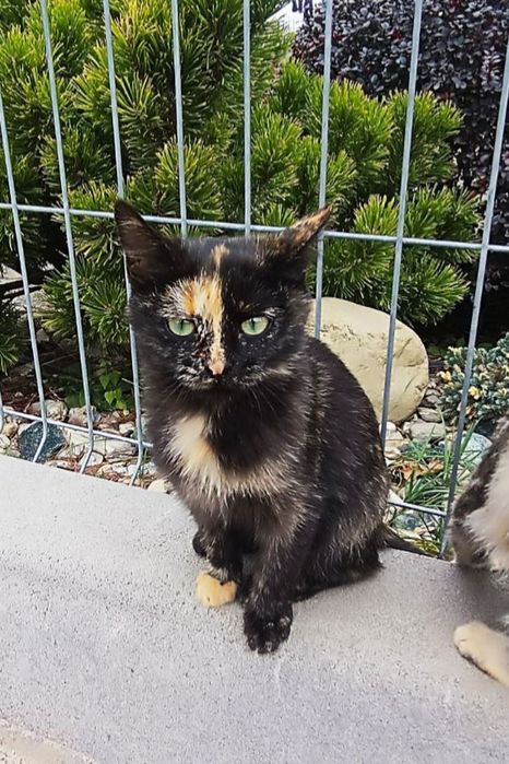 Черепаховая котёнок девочка ищет дом! Котята в хорошие руки!