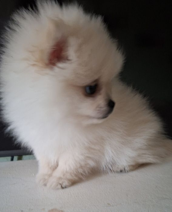 Шпиц  5мес микро девочка Одесса