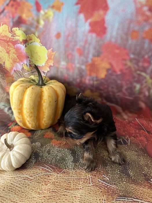 Yorkshire Terrier