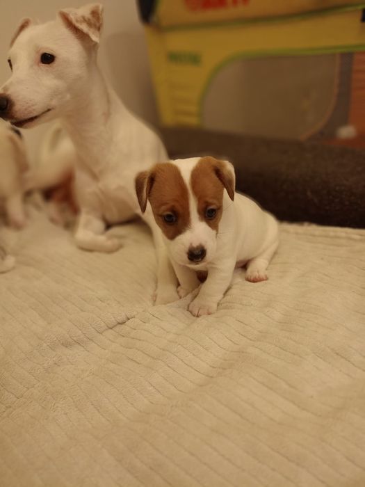 Jack Russell Terrier