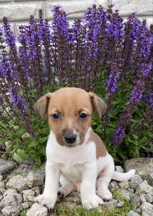 Jack Russell Terrier chłopiec TOMI