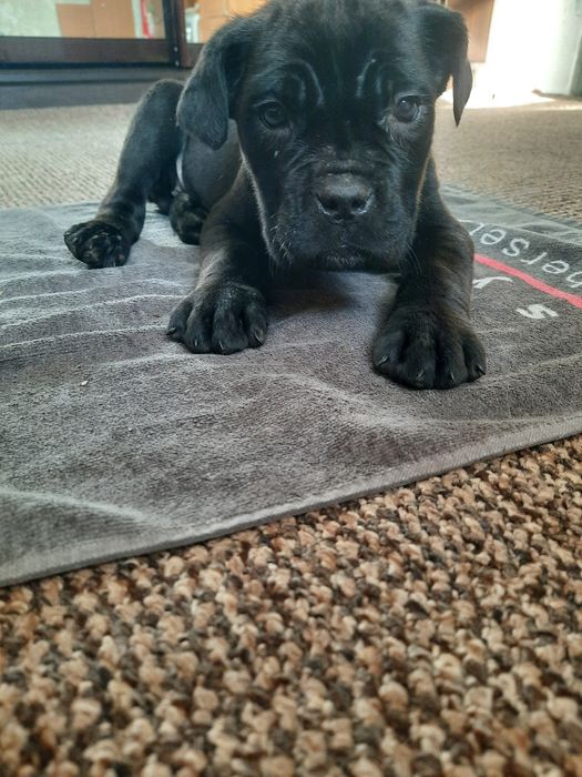 Кане-корсо  вашій увазі