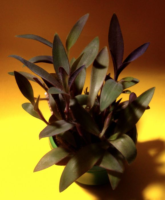 Planta Decorativa Flores Tradescantia Pallida Purpurea Trapoeraba Roxa