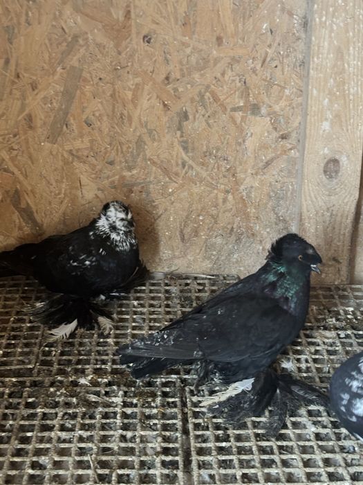 Turkoty niemieckie dwuczube