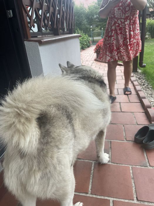 Hussky w dobre rece