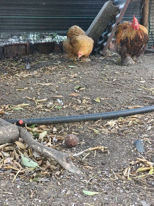 Casal de Pekin Perdiz