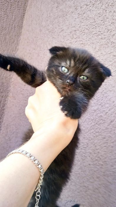 Весловухі кошенята