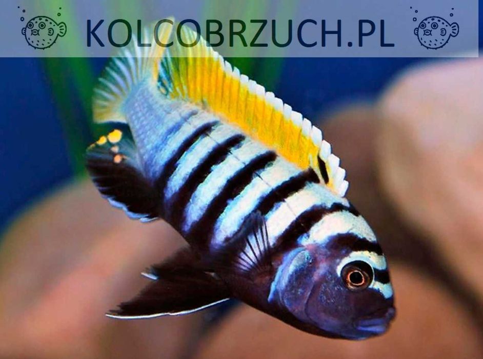 Cynotilapia afra Jalo Reef - PYSZCZAK - dowóz, wysyłka