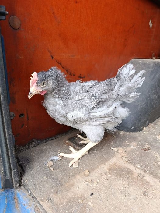 Продаються курчата