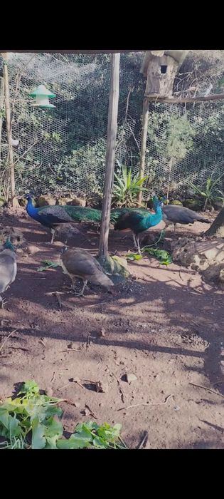 Pavões e pavoas adultas