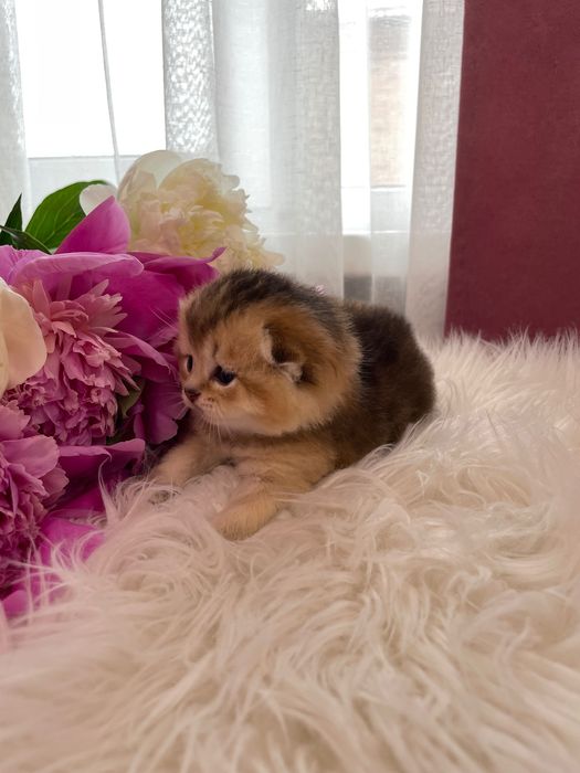 Шотландське кошеня, золота шиншила