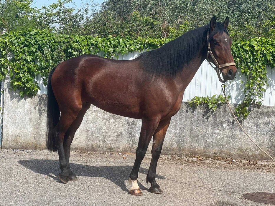 Cavalos para venda