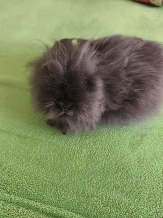 Królik miniaturka z klatką i wyposażeniem!