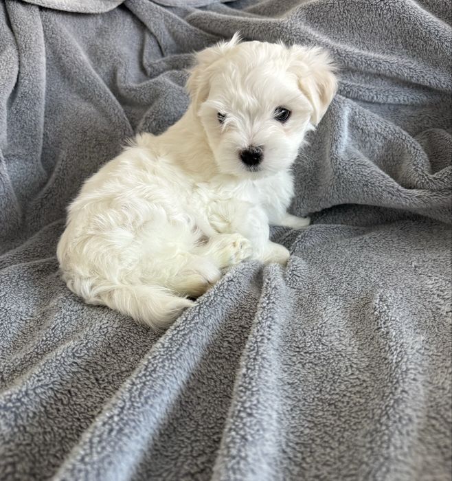 Maltańczyk - BARTUŚ