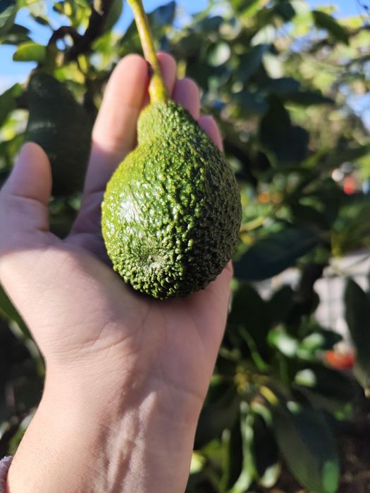 Abacates biológicos