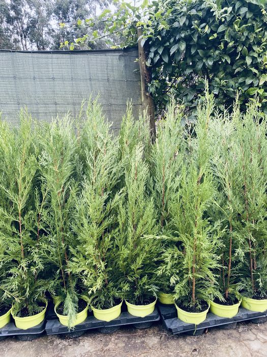 Ultimo lote leylands disponivem vado 2L