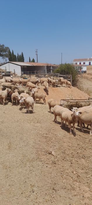 Rebanho ovelhas