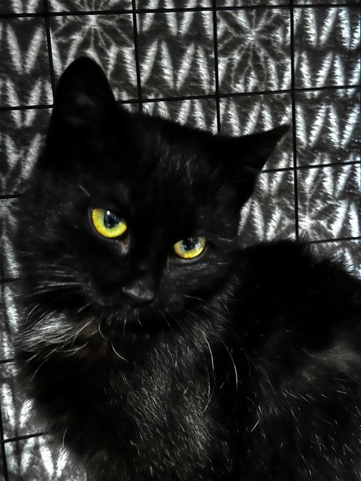 Kotka Mora szuka domu