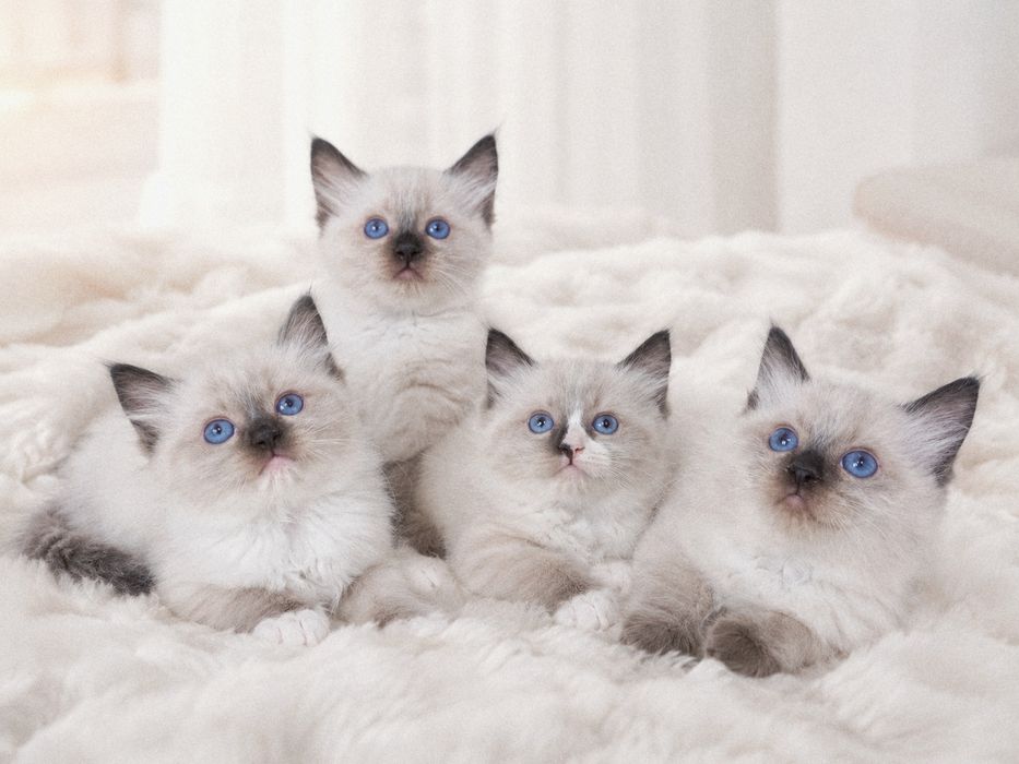 Ragdoll (Kocieta Ragdoll z rodowodem) gotowe do odbioru