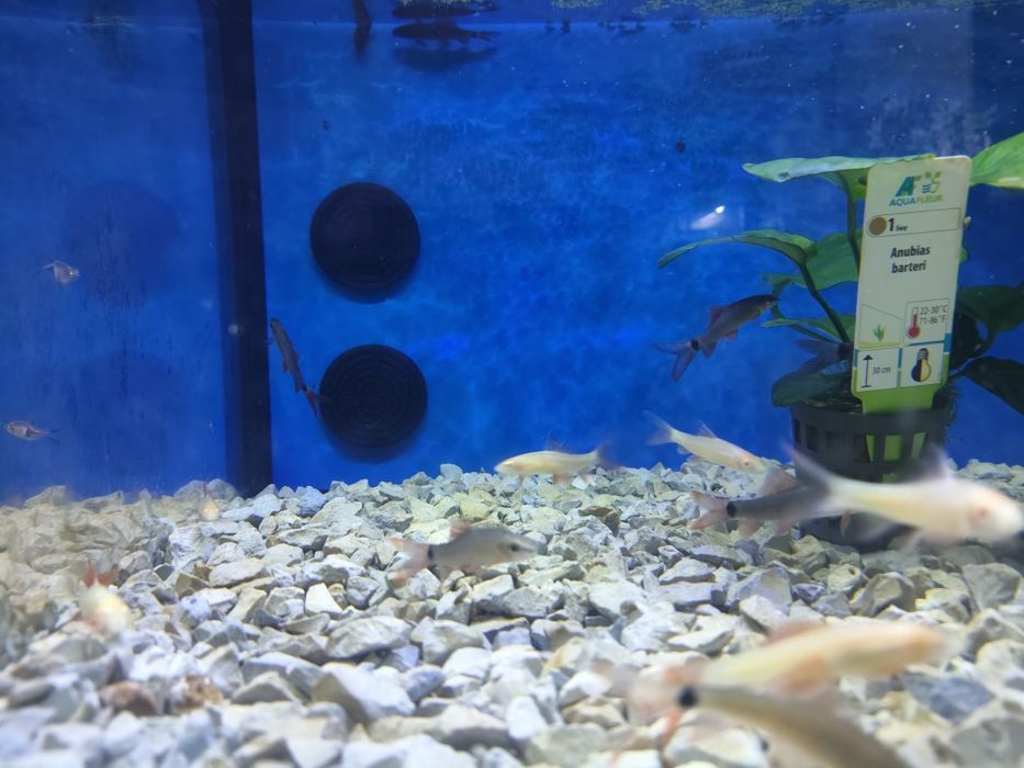 Tubarão frenatus albino