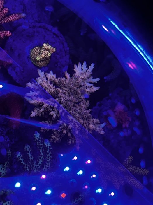 Acropora multikolor pastelowa