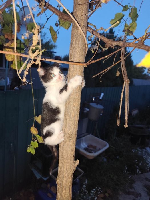 Милые котята в добрые руки!