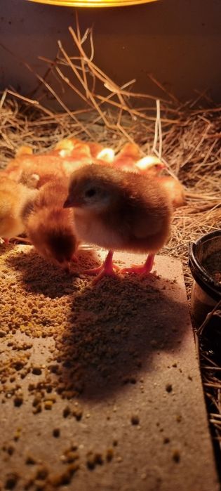 pintinhos rhode island red