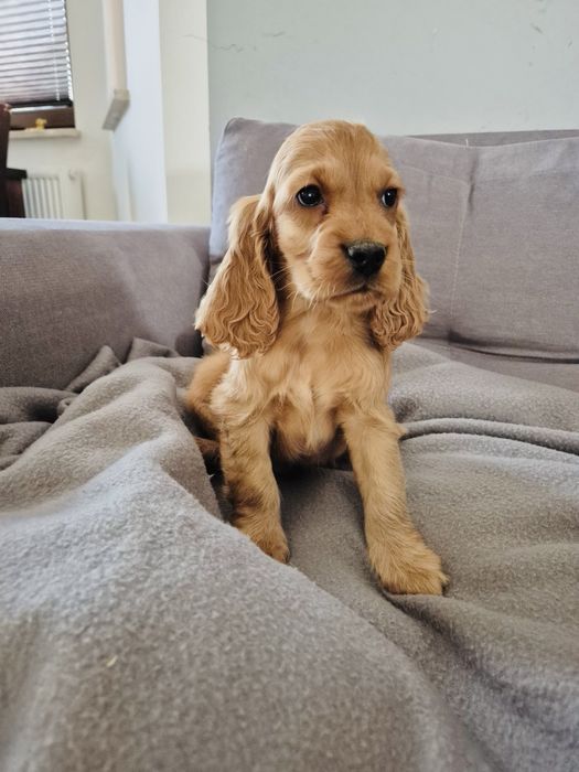Cocker spaniel piekny