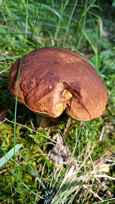 Borowik suszony 1kg