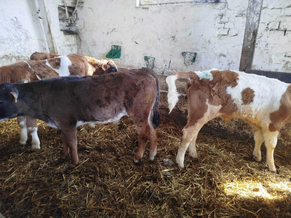 Sprzedam 9 byczków odsatków NCB SM