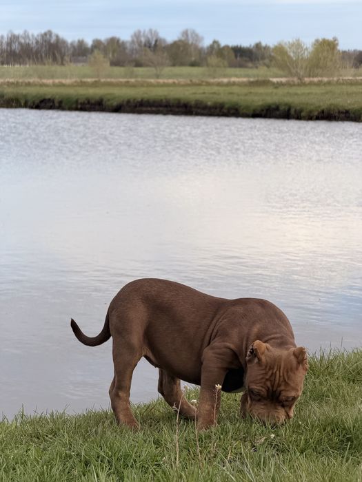 American Bully Xl