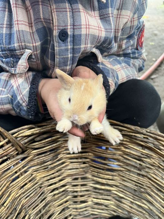 Кролики декоративні!!!