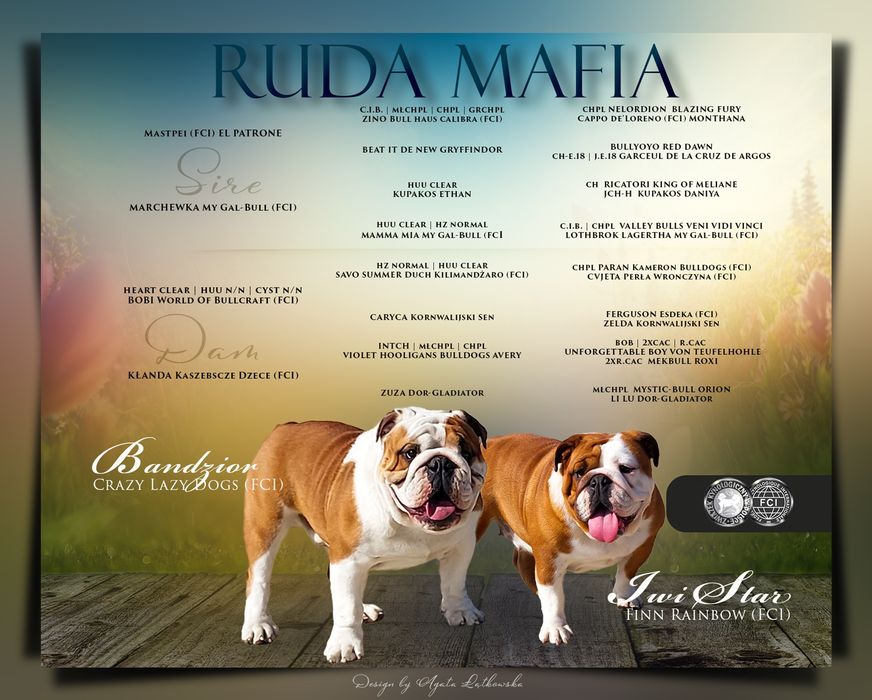 Buldog Angielski para