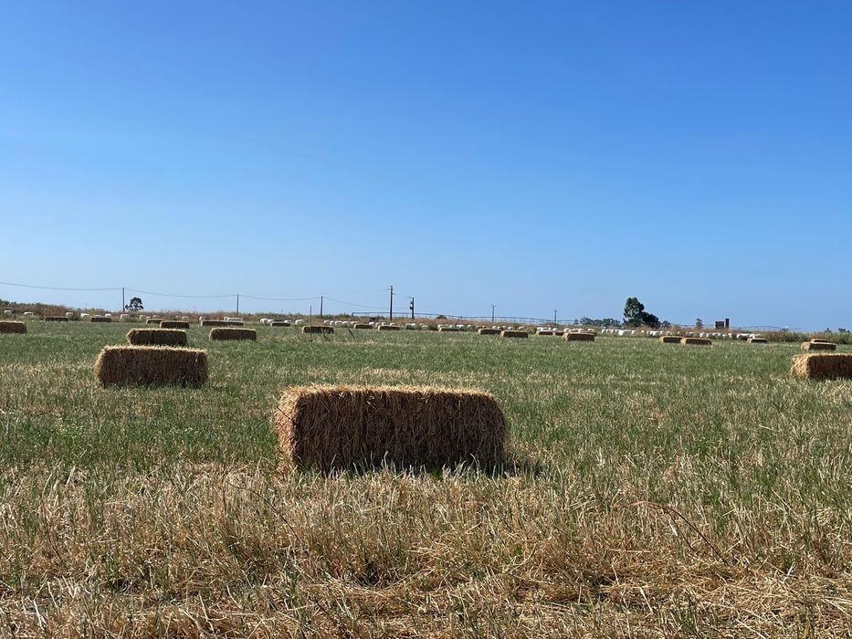 Fardos feno biológico (azevém/trevo)